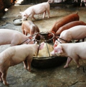 Чтобы откормить свинью, нужно применить специальный рацион
