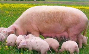 Для случки важно отобрать лишь здоровых свиней