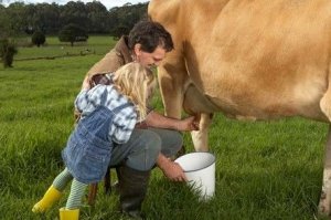 Корову нужно доить аккуратно, чтобы не причинять дискомфорта животному