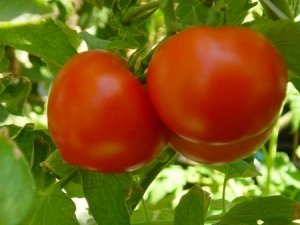 Сорта томатов для огорода