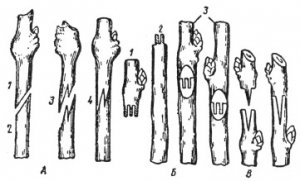 Методы прививки винограда
