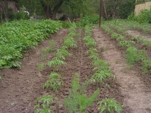 Правильно подготовленная почва - залог хорошего урожая