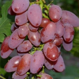 Виноград Юбилей херсонского «Дачника»