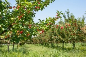 Вносить удобрения лучше осенью