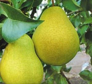 Размеры плодов сорта «Уралочка» небольшие