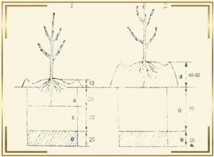 Схема посадки абрикоса