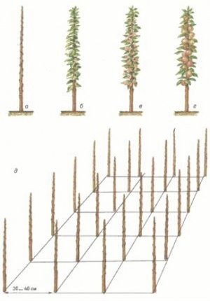 посадка клоновидных яблонь в подмосковье