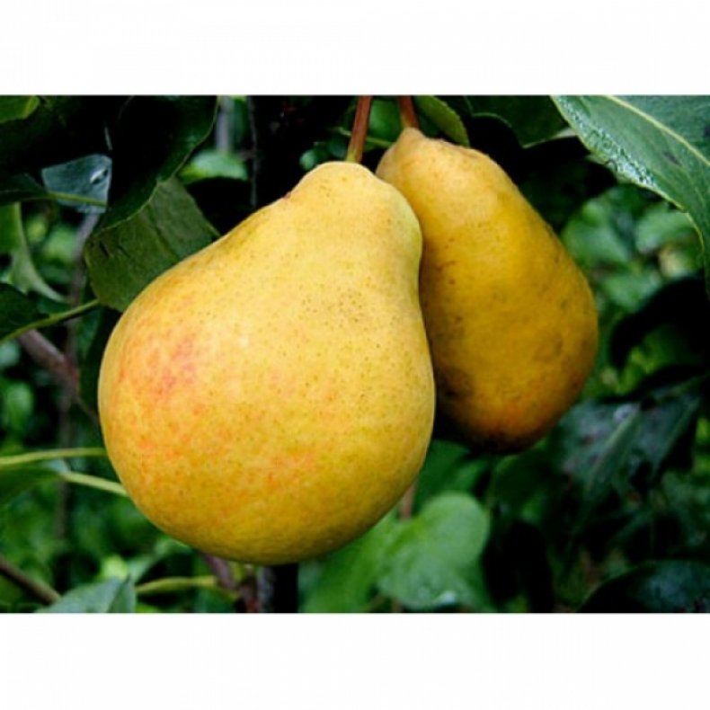 Плоды сорта «Черемшина» большие и вкусные