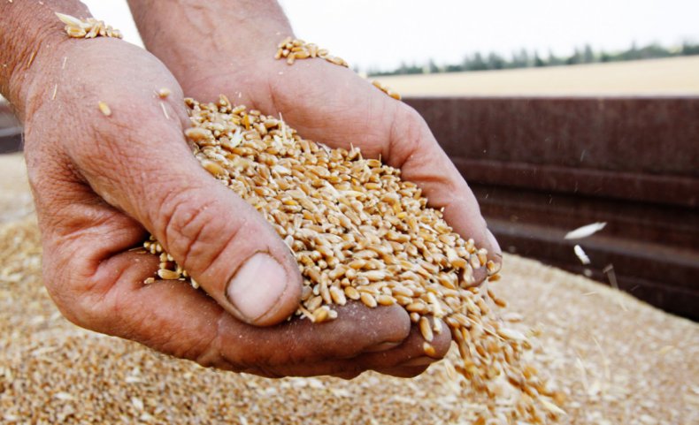 Экспорт пшеницы
