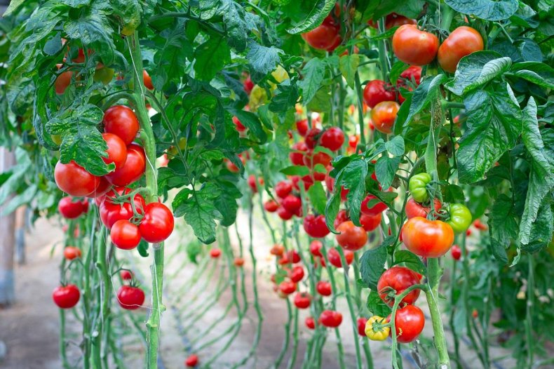 В Камеруне фермеры, выращивающие томаты, подсчитывают потери