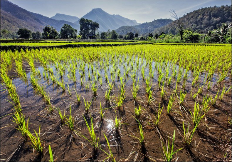 Страхование для фермеров, выращивающих рис, в Колумбии
