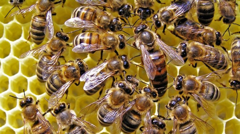30 апреля – день пчёл
