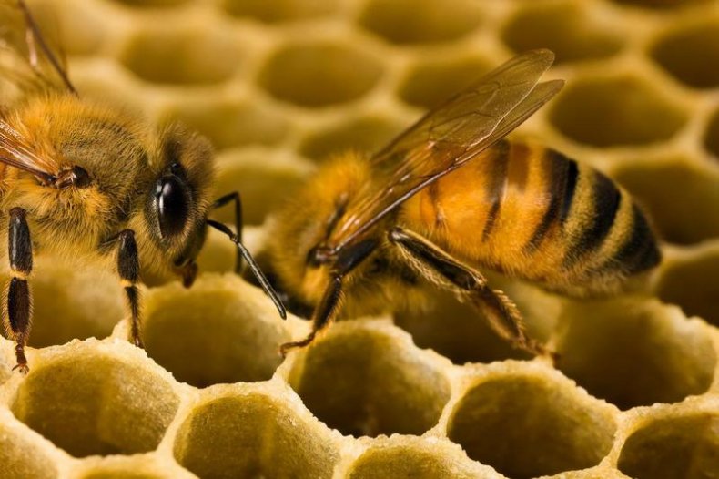 30 апреля – день пчёл