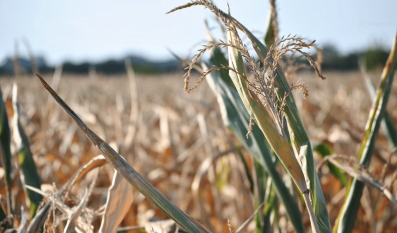 Европа: экстремальные засухи и морозы влияют на зерно