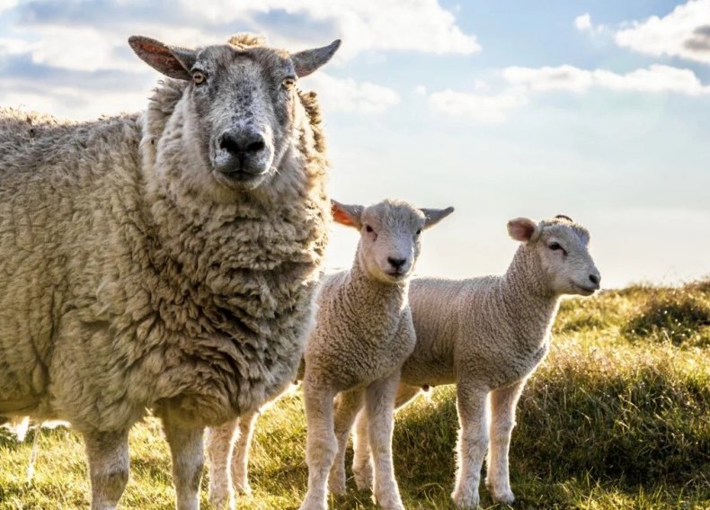 Выставка овец Bundesschau-2020