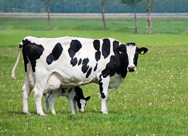 В Нью-Дели утверждена схема покрытия рисков урожая и производства молочных продуктов