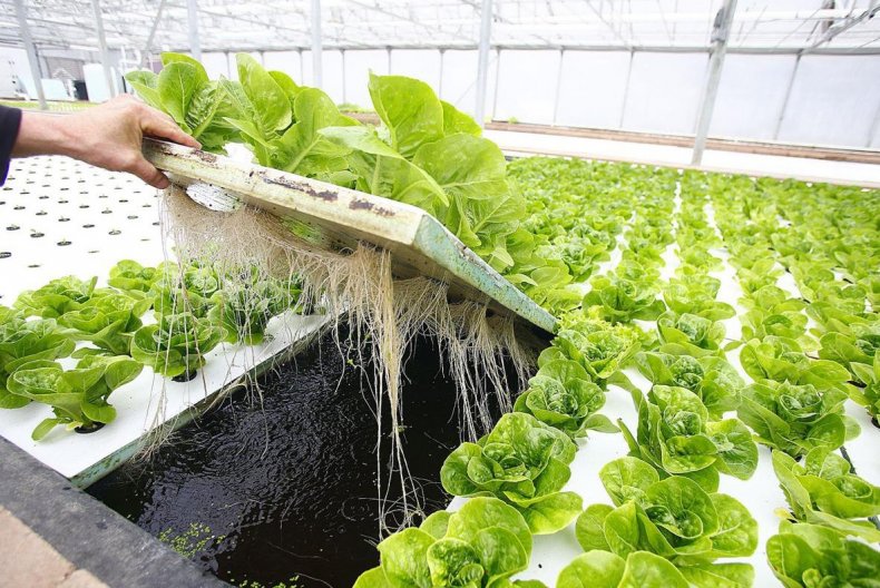 Изобретён новый эффективный свежий салатный раствор для выращивания почвы и гидропоники