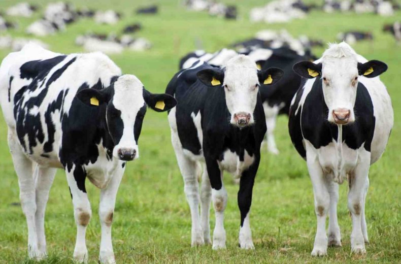 Климатический кризис: учёные призывают к уменьшению поголовья скота и восстановлению растительности