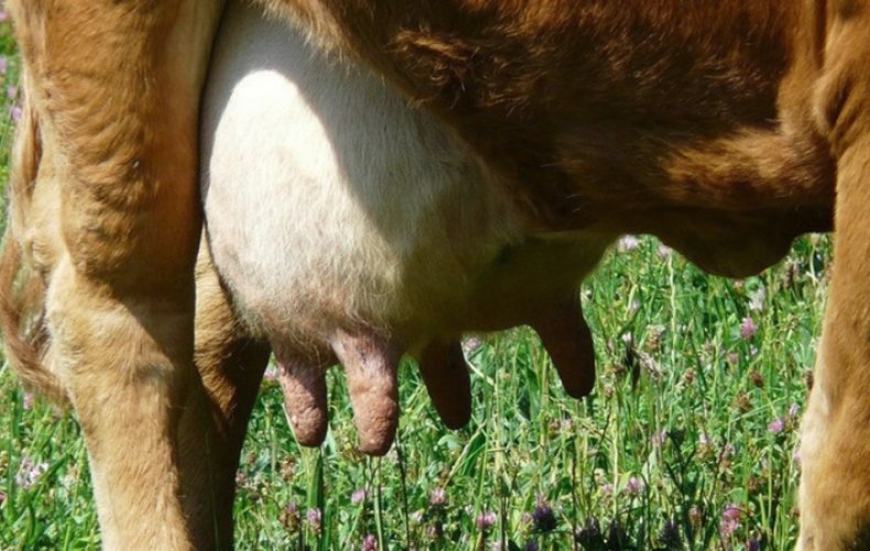 Повреждение вымени коровы