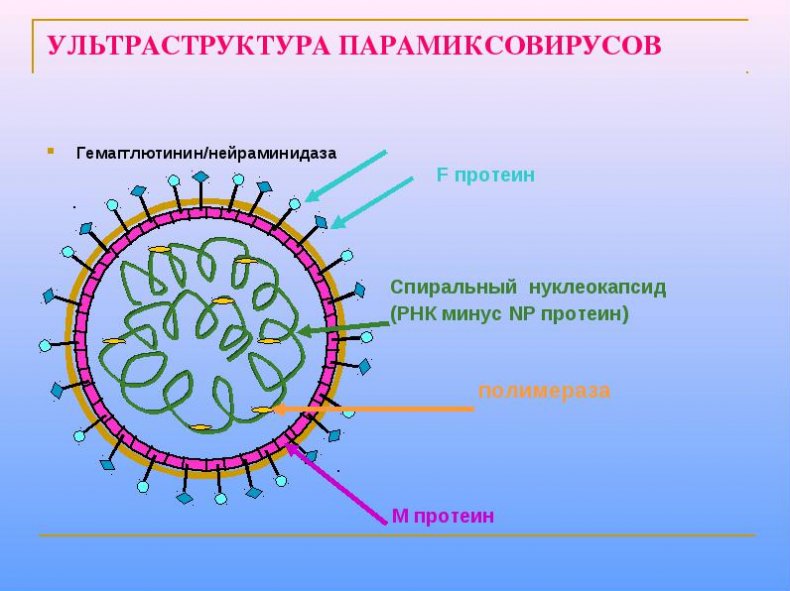 Семейство парамиксовирусов