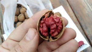 Под Кропивницким выращивают орехи с красным ядром