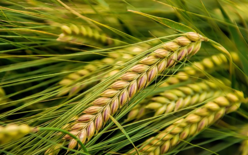 Дали стране зерна: житомирские аграрии собрали небывалый урожай