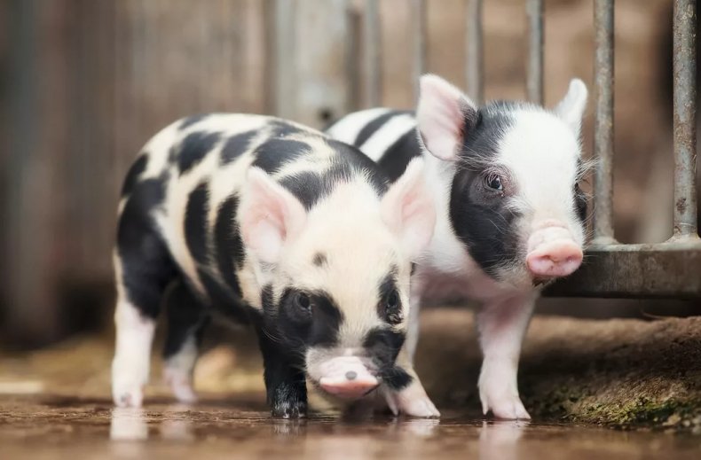 Воин АТО основал кооператив по выращиванию свиней в Черкасской области