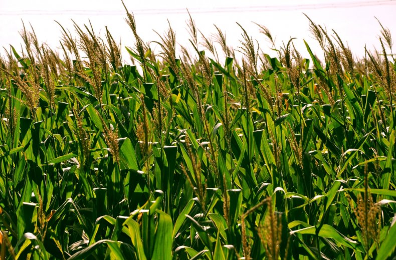 Учёные Иллинойса прогнозируют урожайность сельскохозяйственных культур с помощью компьютерной модели
