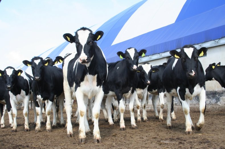 Фермеры Австралии отказываются от молочного животноводства