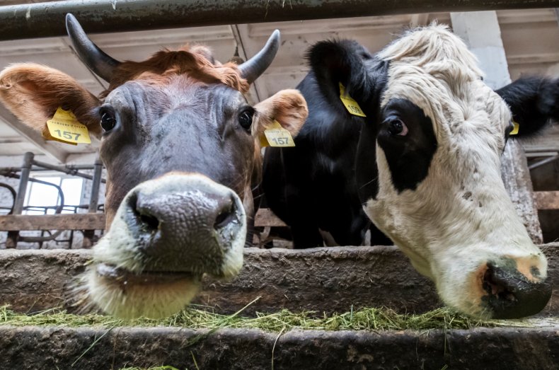 Фермеры Австралии отказываются от молочного животноводства