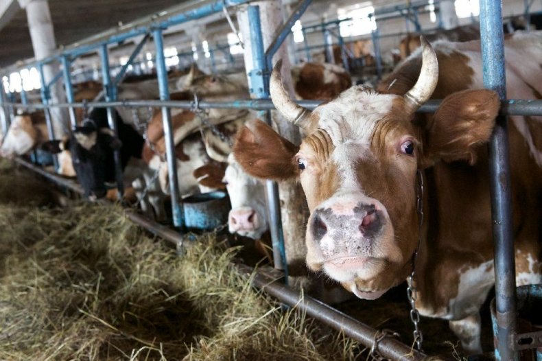 Министерство аграрной политики Украины: «Животноводство – наш приоритет»