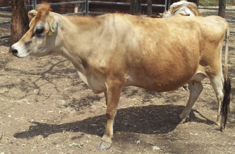 Джерсейская светлая порода коров