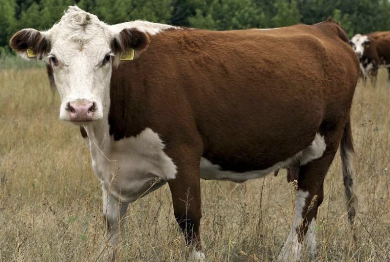 Казахская белоголовая порода коров